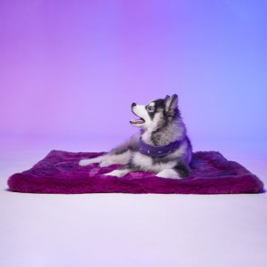 Le Tapis TOKYO |  Tapis pour chien et chat haut de gamme | Violet intense