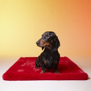 Le Tapis PARIS | Tapis pour chien et chat haut de gamme | Rouge glamour