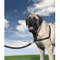 Easy Walk | Chien | Harnais + laisse nylon noir : Taille PUPPIA:S : poitrail de 38 à 51 cm