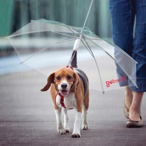 Parapluie pour chien pou mettre votre chien à l'abri des intempéries