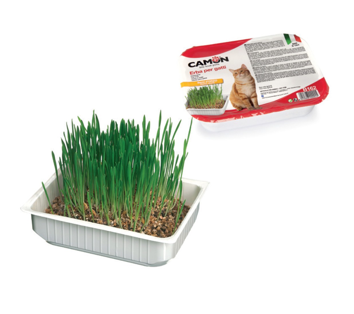 Barquette Herbe A Chat Pour Stimuler La Digestion De Votre Chat Barquette Herbe A Chat Pour Stimuler La Digestion De Votre Chat