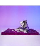 Le Tapis Collection RAINBOW PARTY | Violet avec personnages