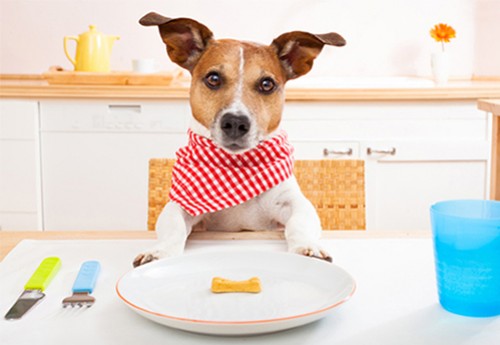 Friandises pour chien, à quel moment les donner ?