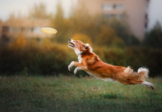 Comment bien choisir un jouet pour mon chien ?