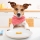 Friandises pour chien, à quel moment les donner ?