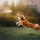 Comment bien choisir un jouet pour mon chien ? 